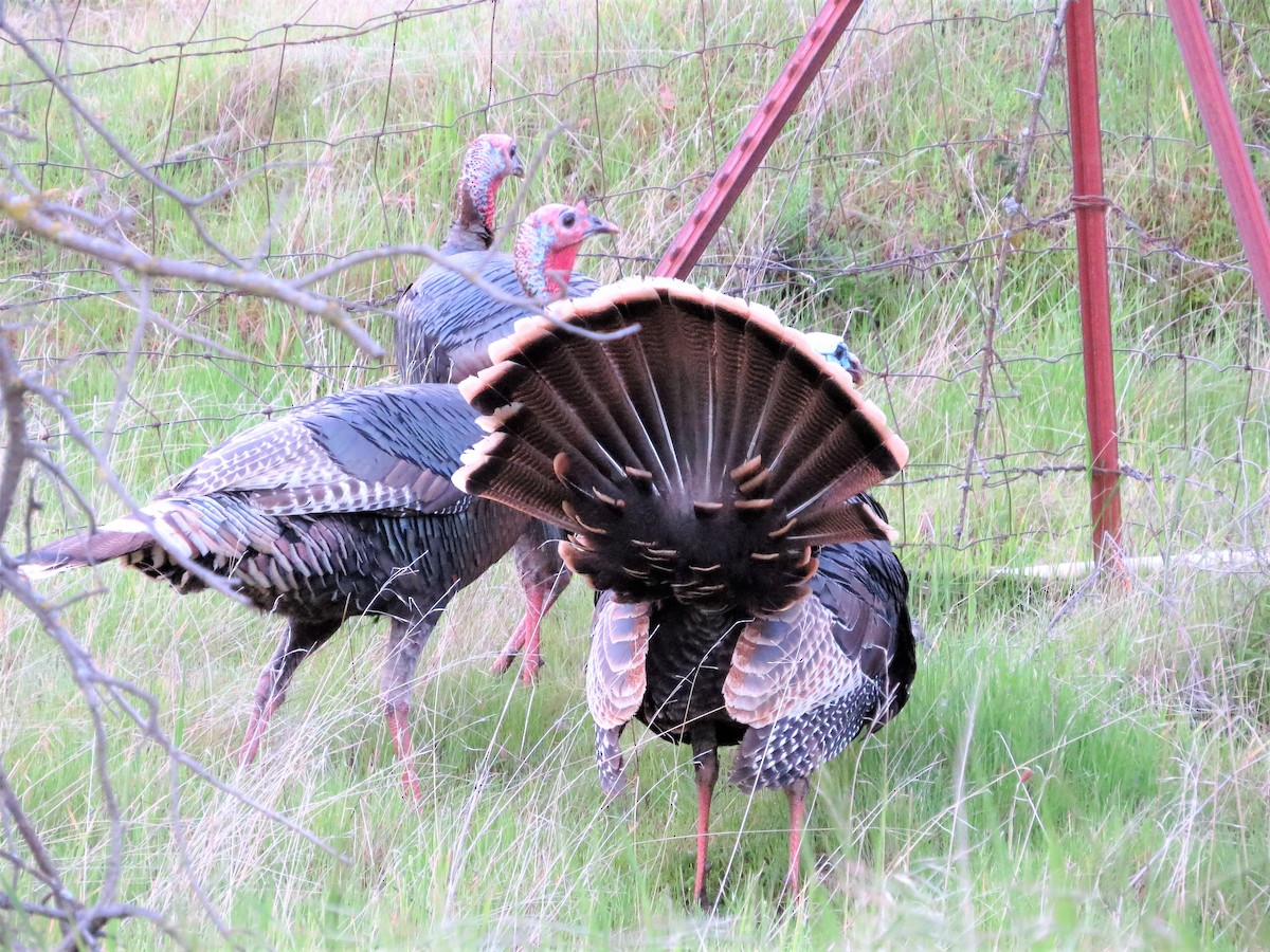 Wild Turkey - ML146100391