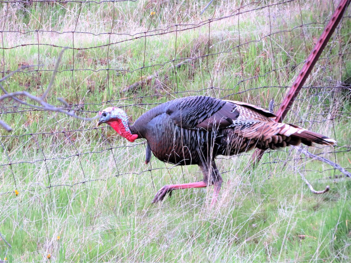 Wild Turkey - ML146100671