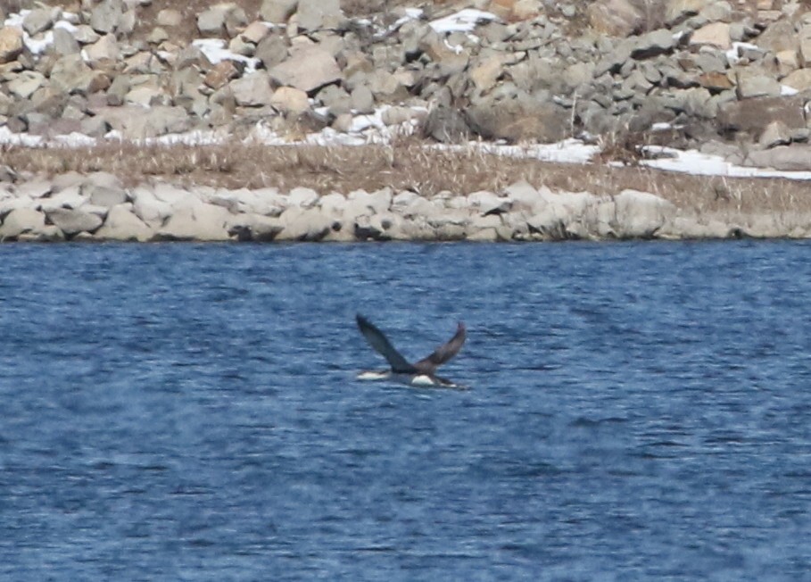 Red-throated Loon - Mark Chavez