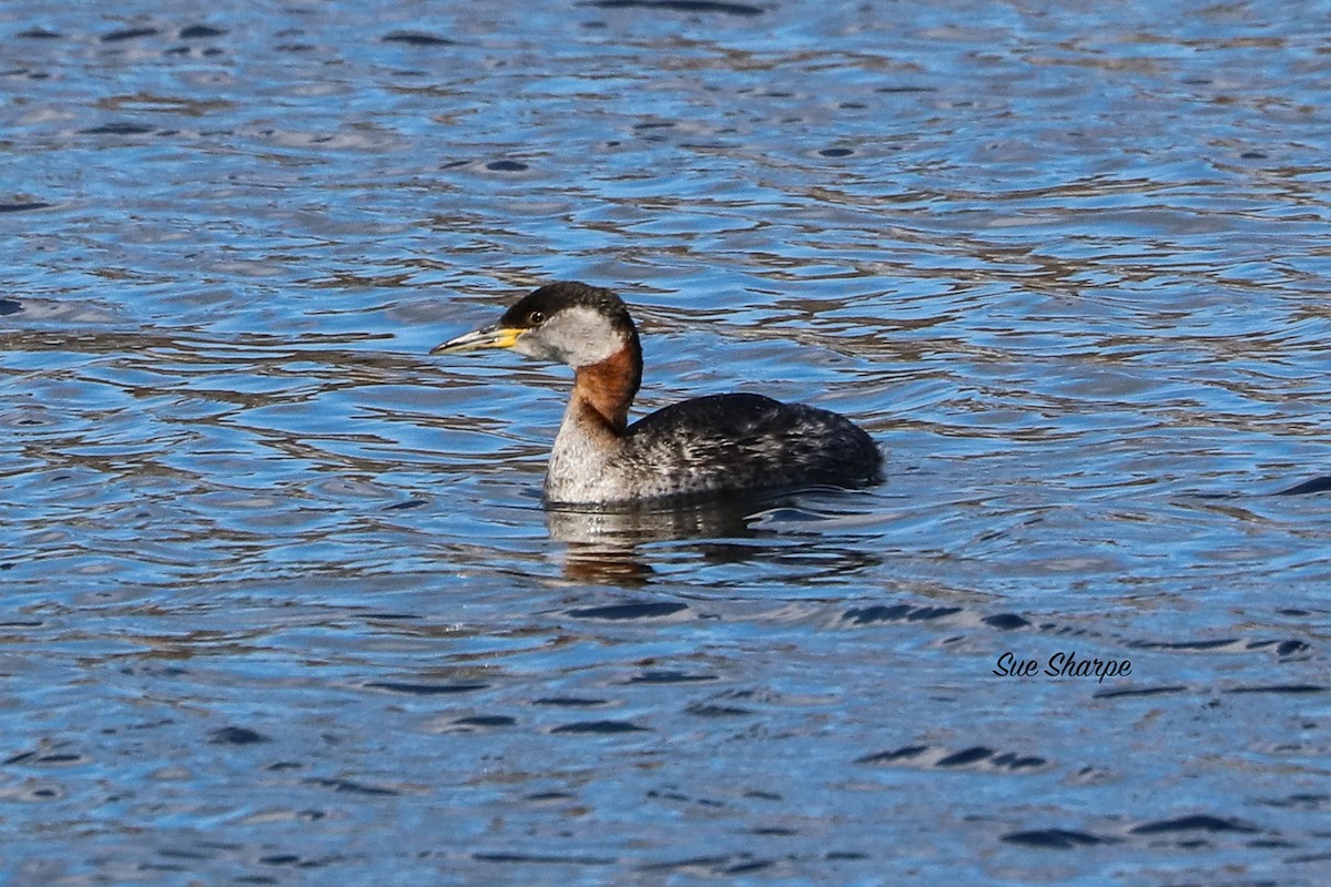 Red-necked Grebe - ML146101121
