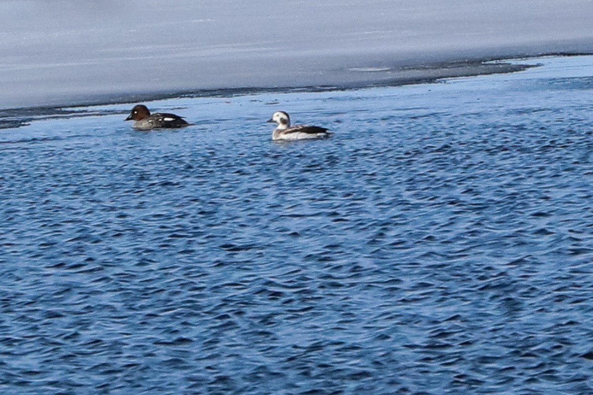 Long-tailed Duck - ML146101251
