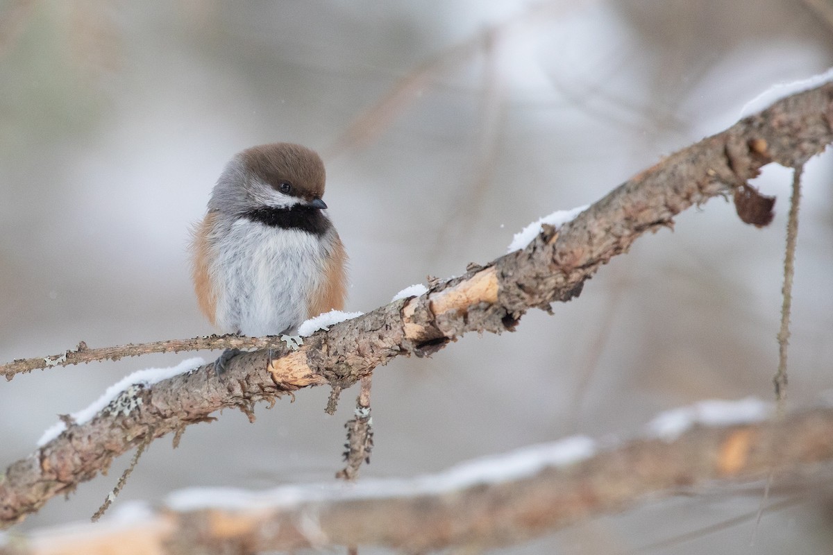 Boreal Chickadee - bellemare celine