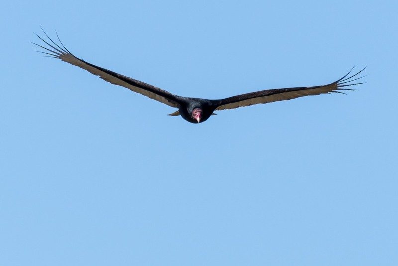 Turkey Vulture - ML Rosenblum