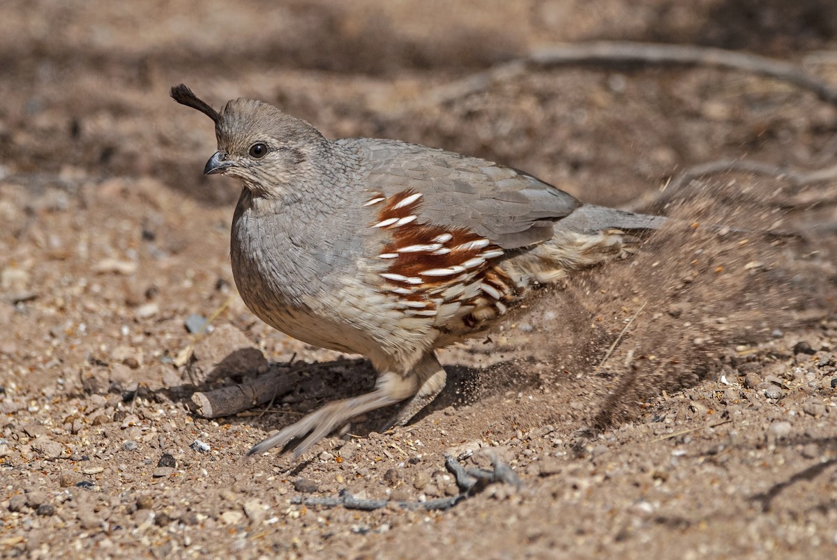 Gambel's Quail - Andrew Simon