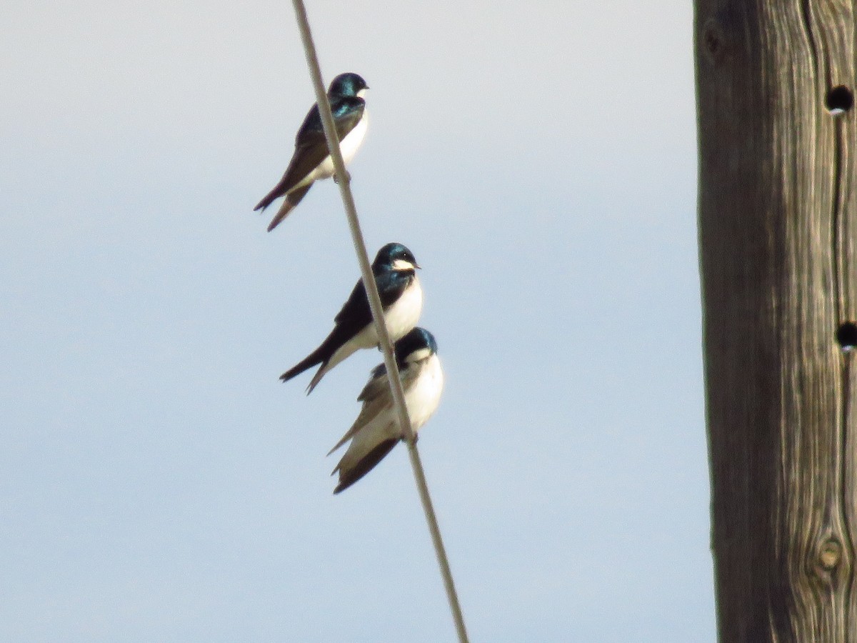 Golondrina Bicolor - ML146103981