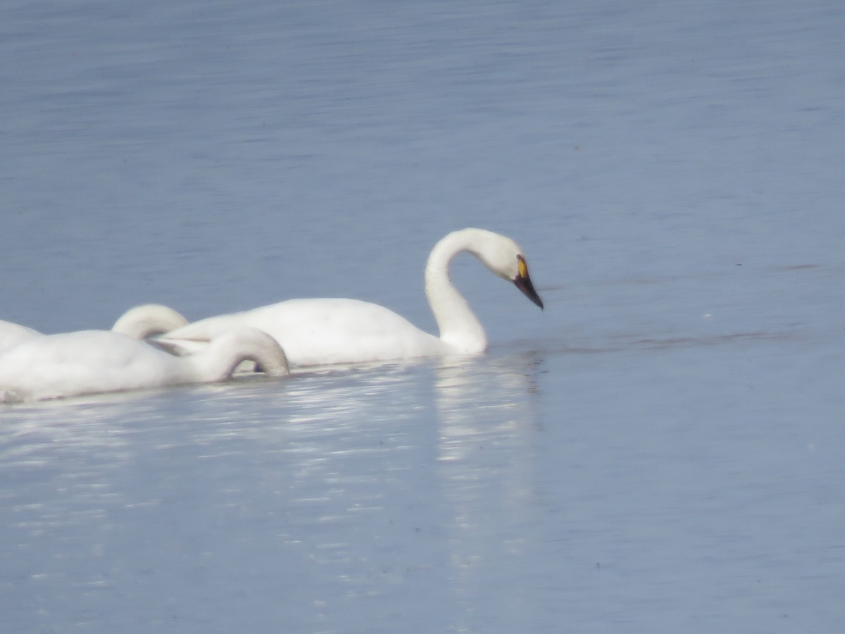 Tundra Swan (Whistling) - ML146104321