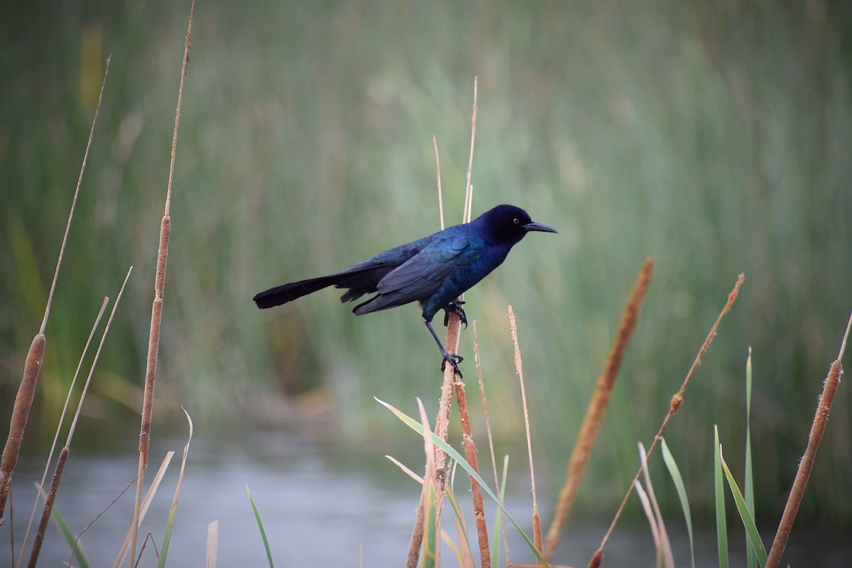 Boat-tailed Grackle - ML146106501