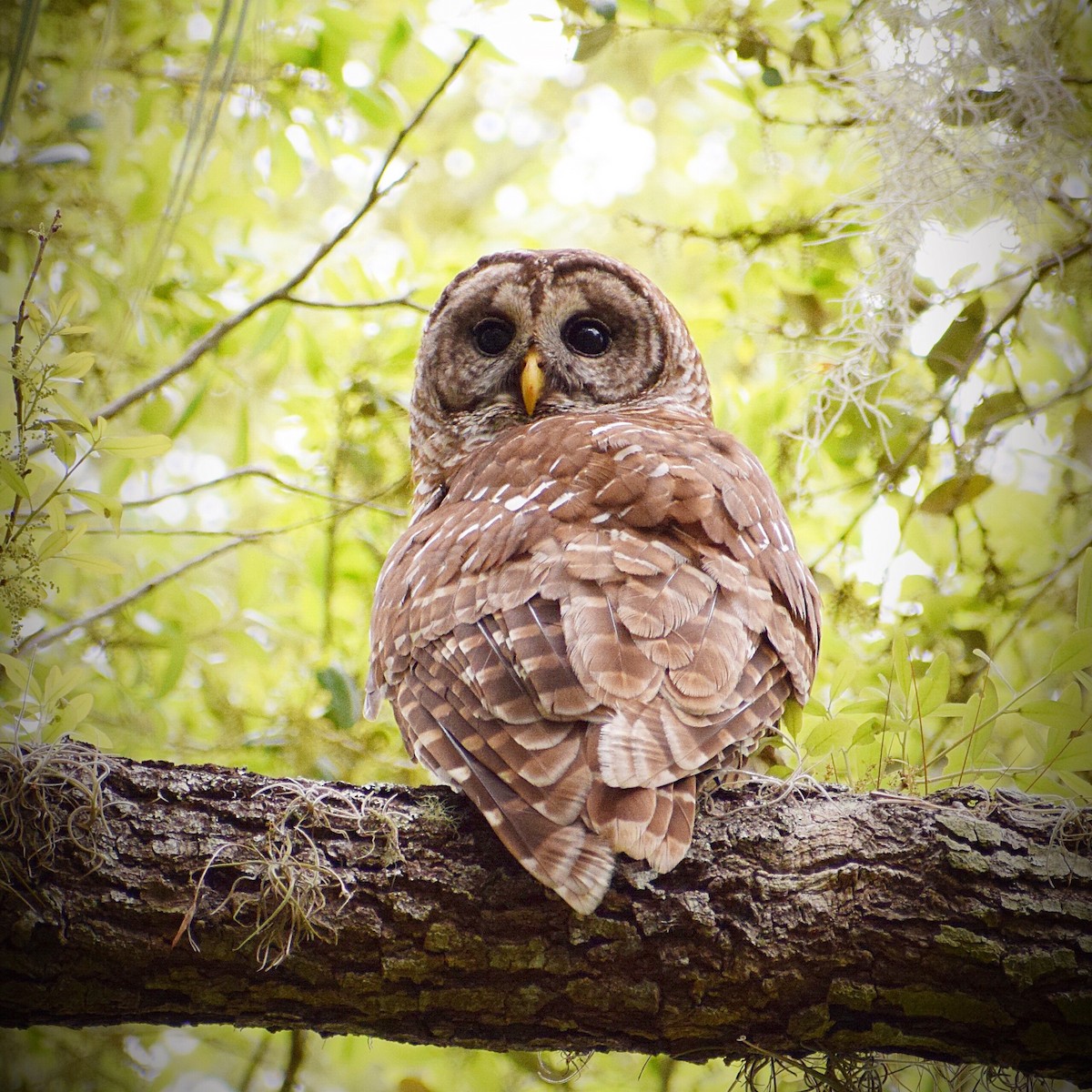 Barred Owl - ML146107841