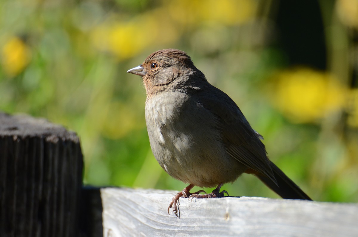 California Towhee - ML146107911