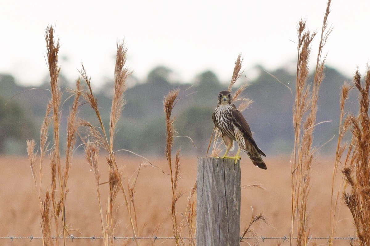 Merlin - ML146108561