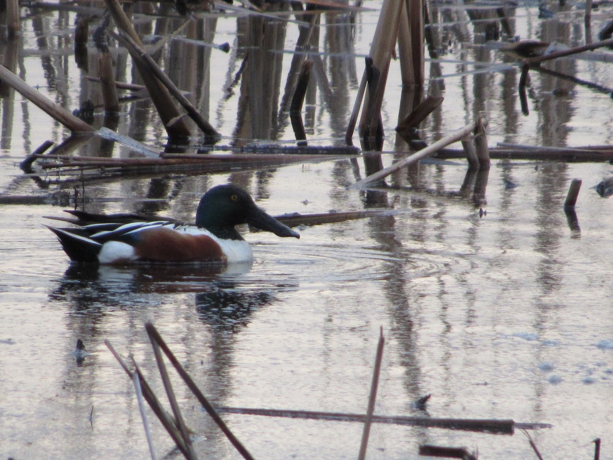 Canard souchet - ML146108691