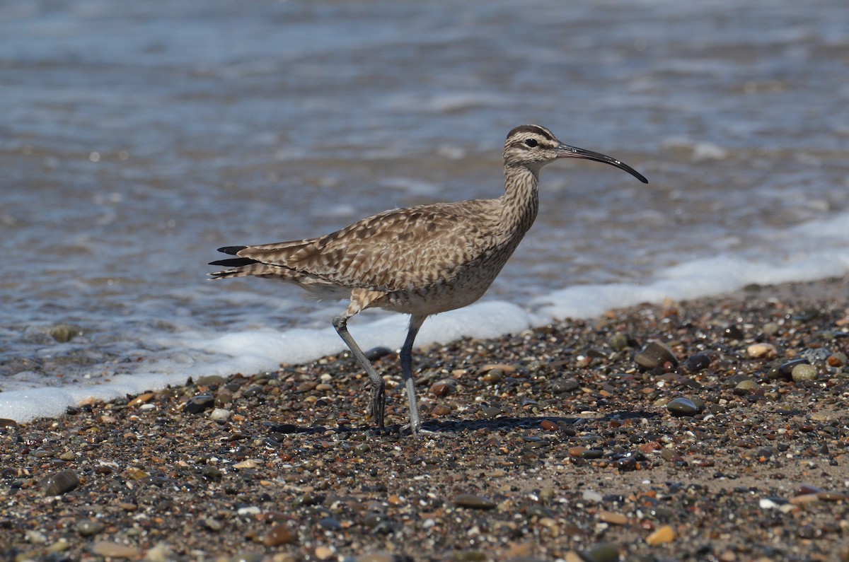 Whimbrel - Josephine Kalbfleisch