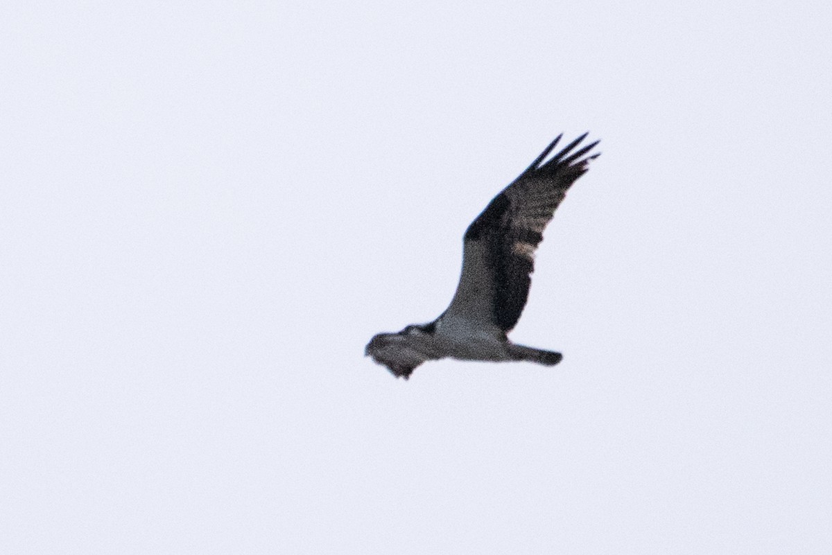 Osprey - ML146110761