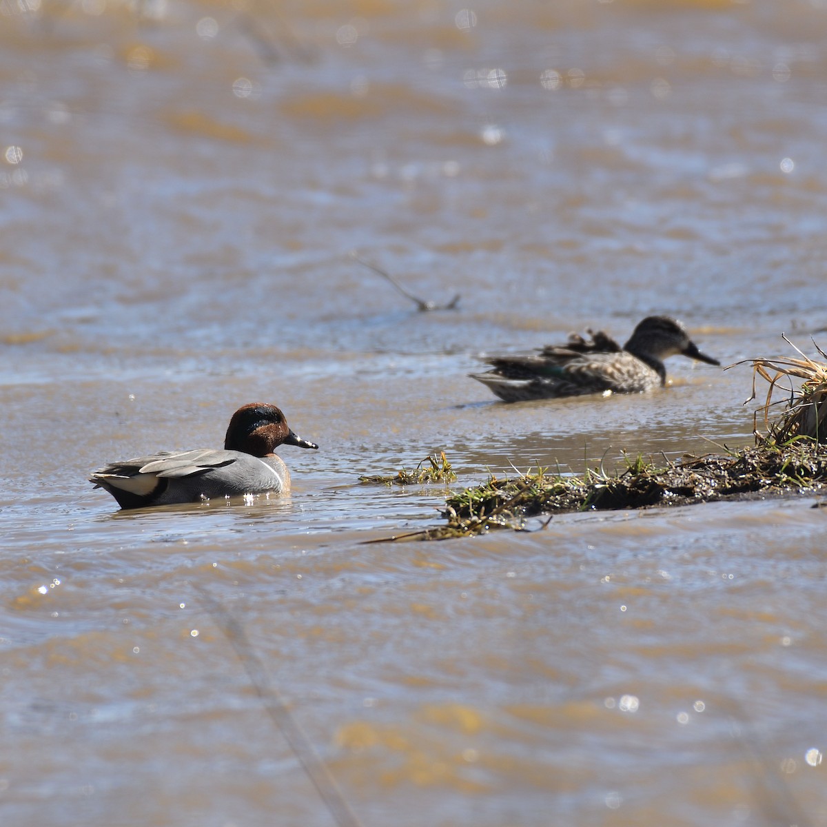 Green-winged Teal (American) - ML146112061