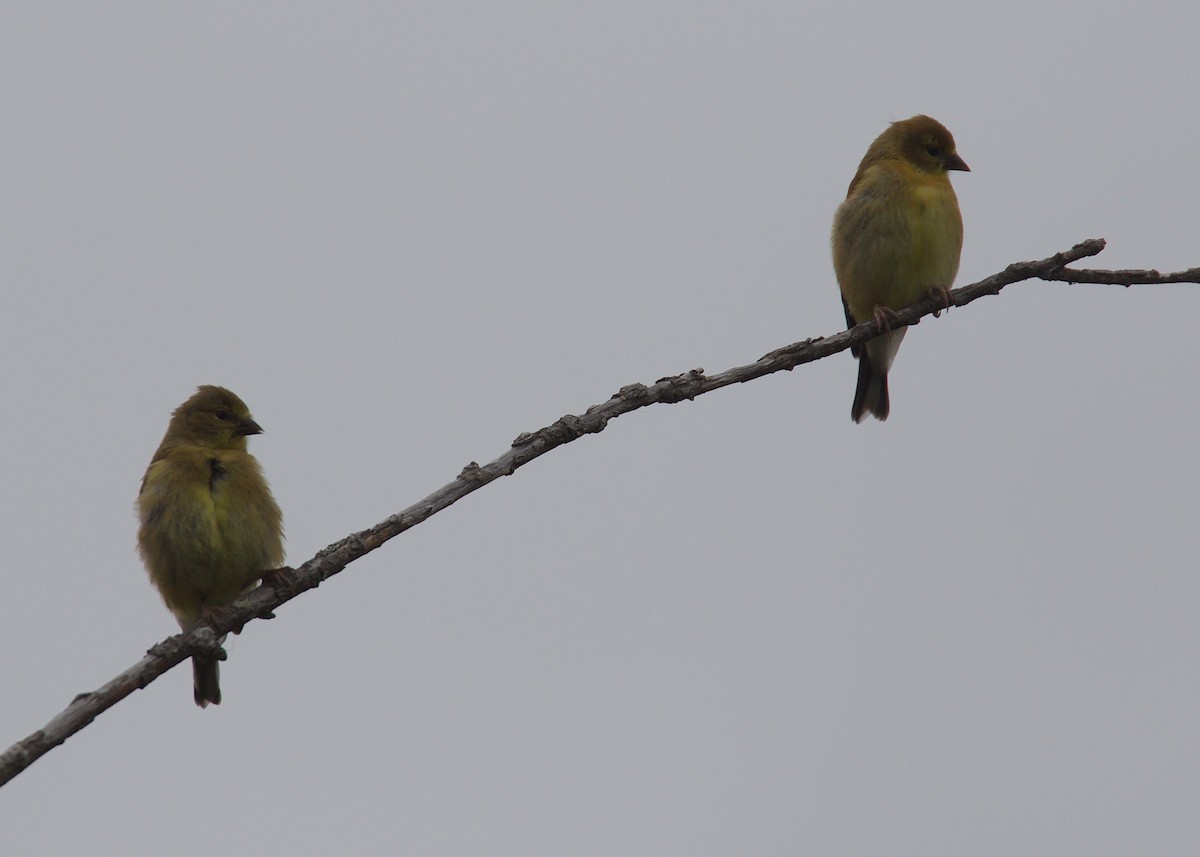 American Goldfinch - ML146112141