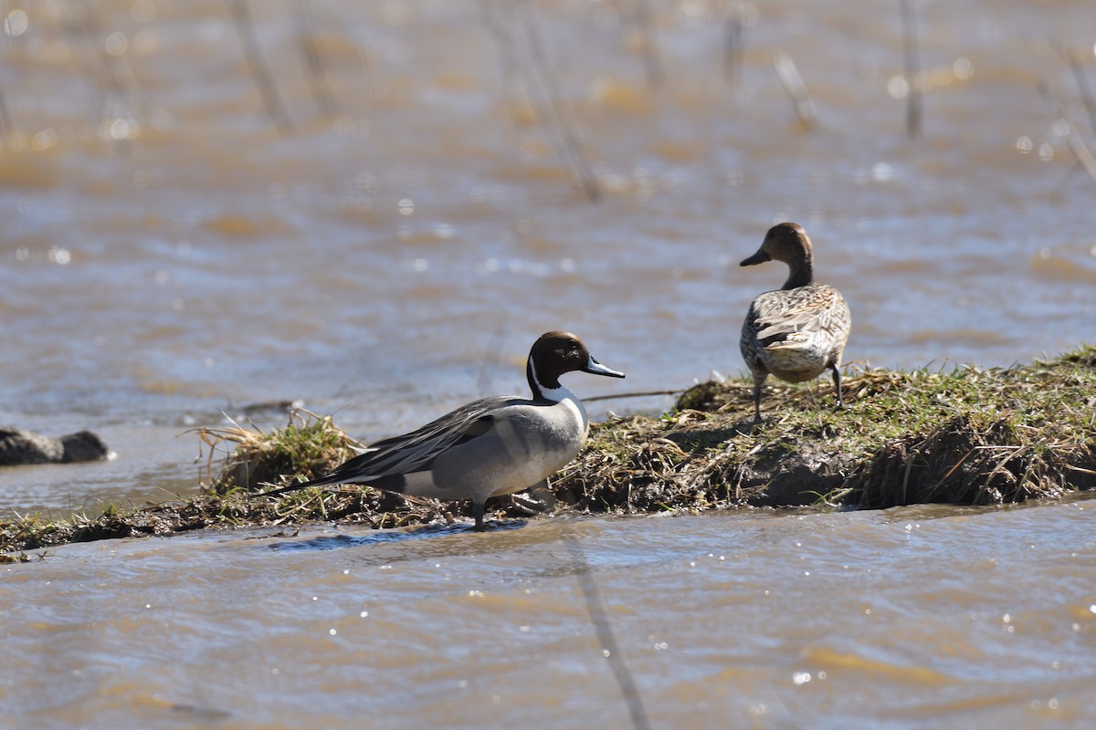 Northern Pintail - ML146112191