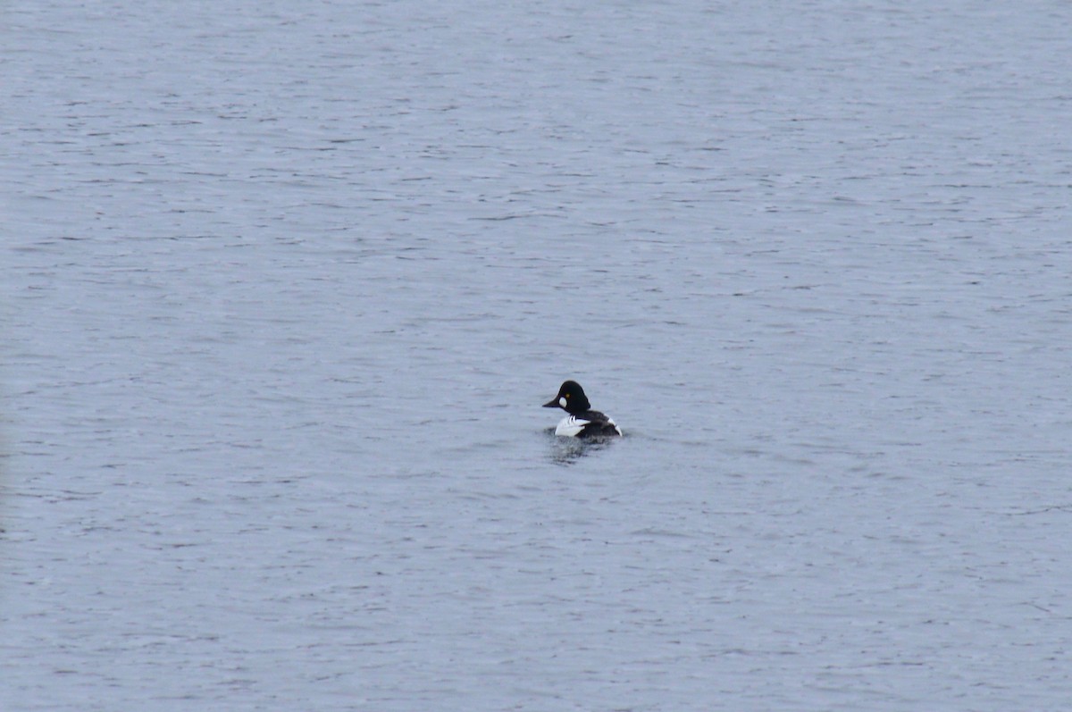 Common Goldeneye - ML146112801