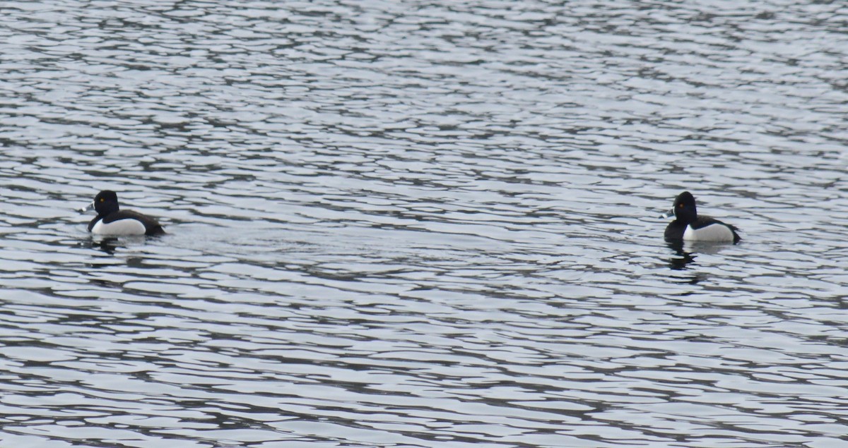 Ring-necked Duck - ML146113681