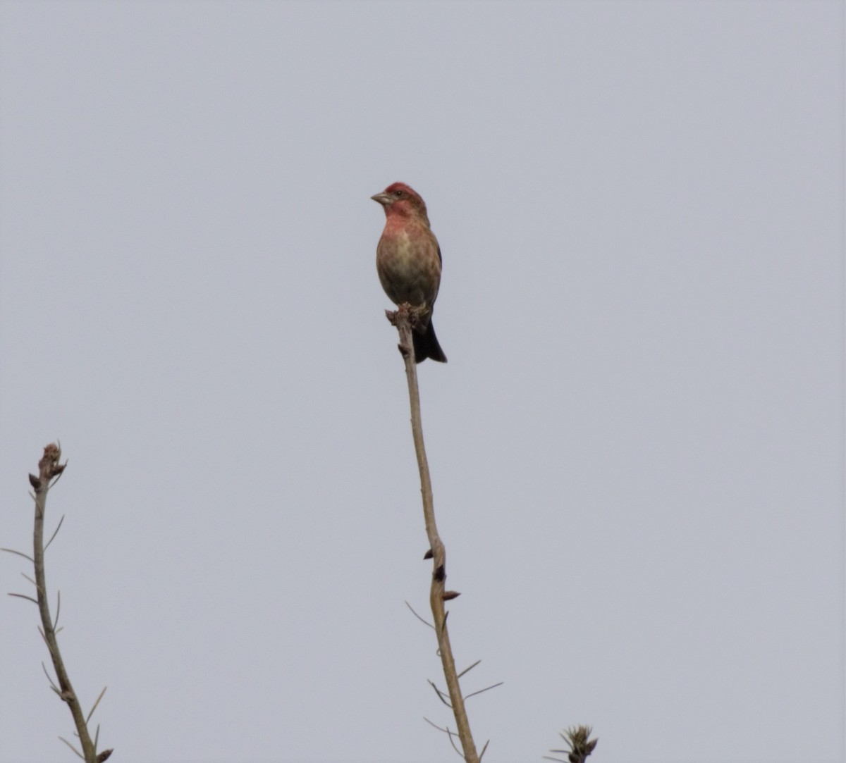 Purple Finch - ML146113691