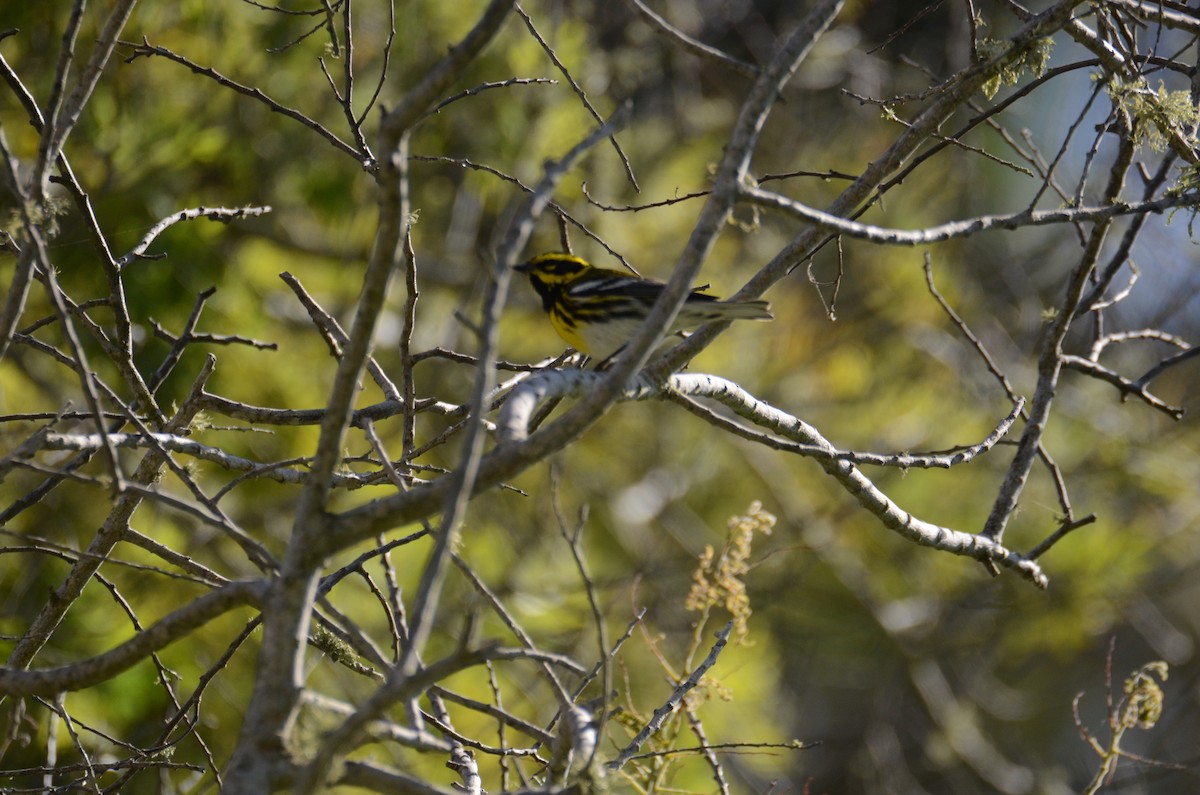 Townsend's Warbler - ML146113831