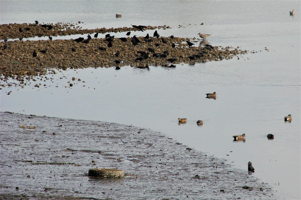 American Wigeon - Mark Vernon