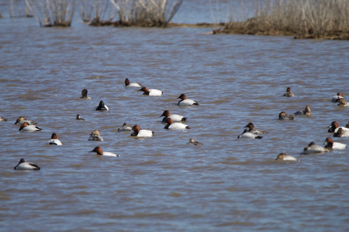 Canvasback - Linda Lorenz