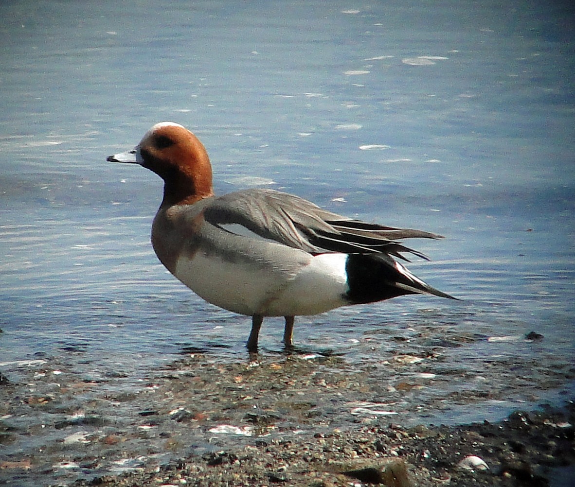 Eurasian Wigeon - ML146116291