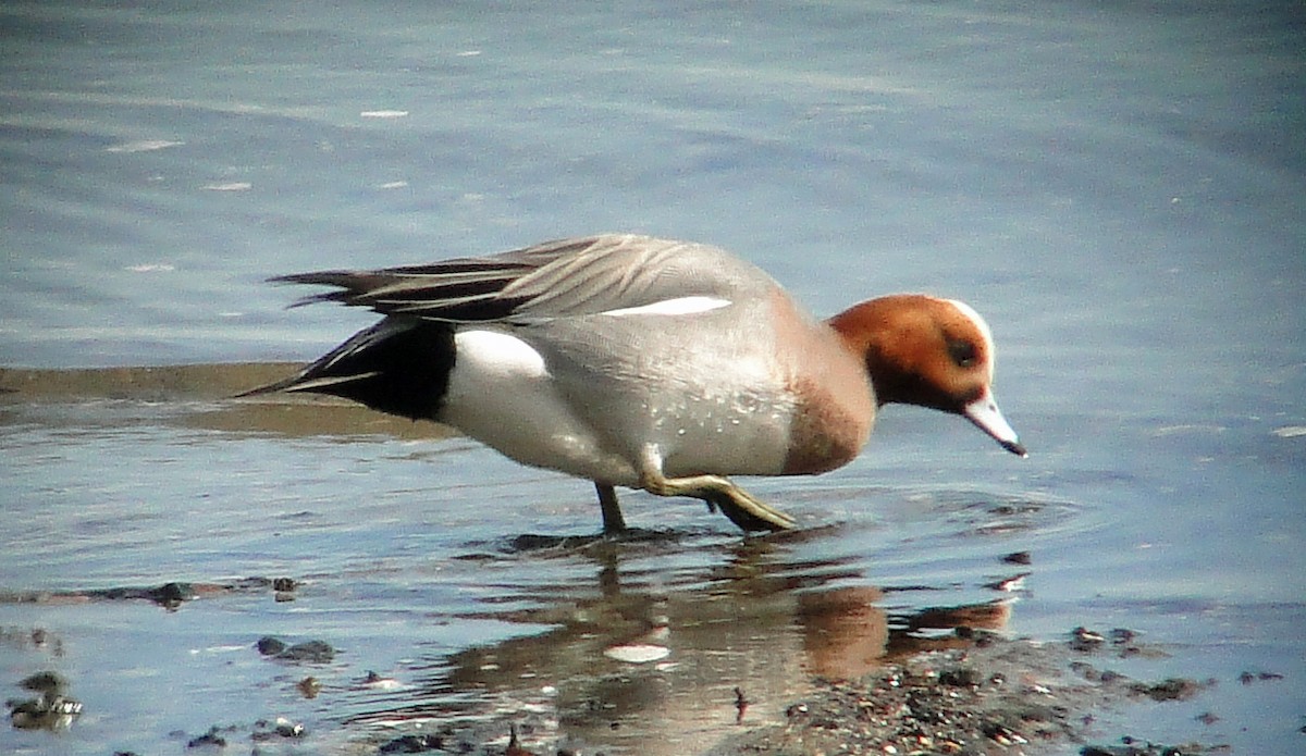 Eurasian Wigeon - ML146117511