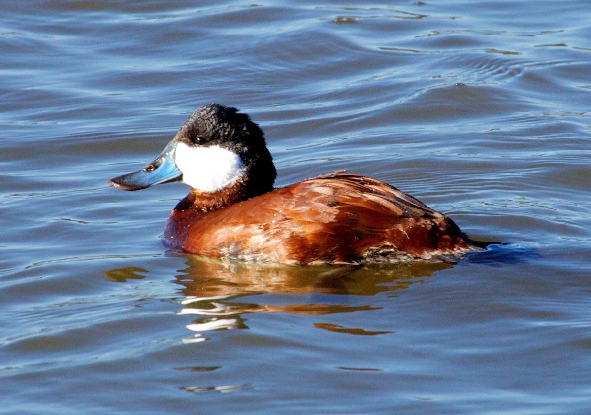 Ruddy Duck - Rob O'Donnell