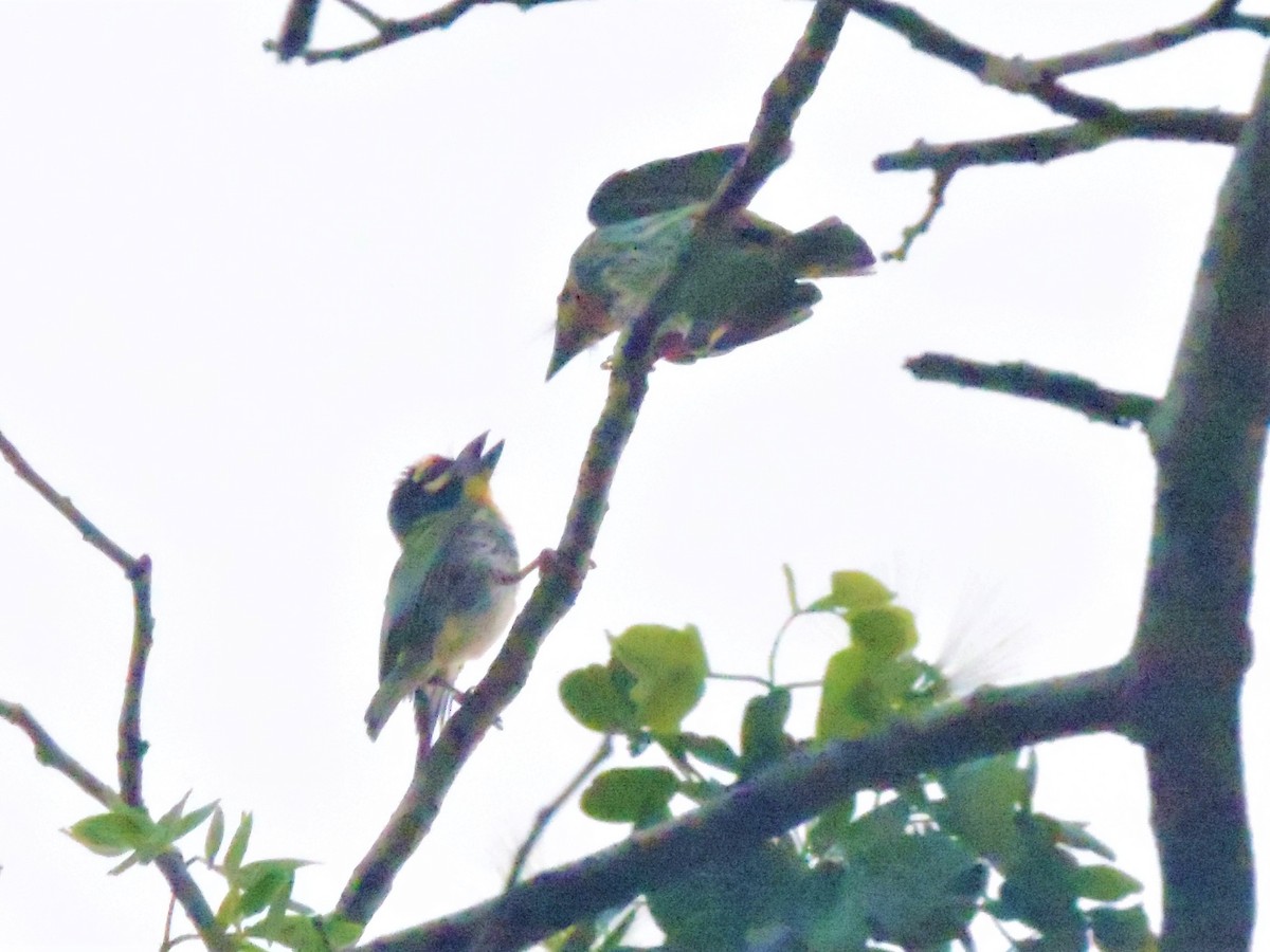 Coppersmith Barbet - ML146119371