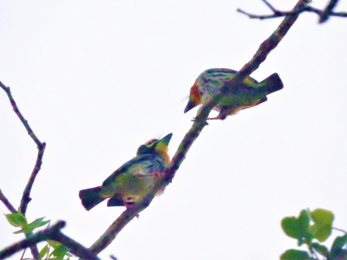 Coppersmith Barbet - ML146119401