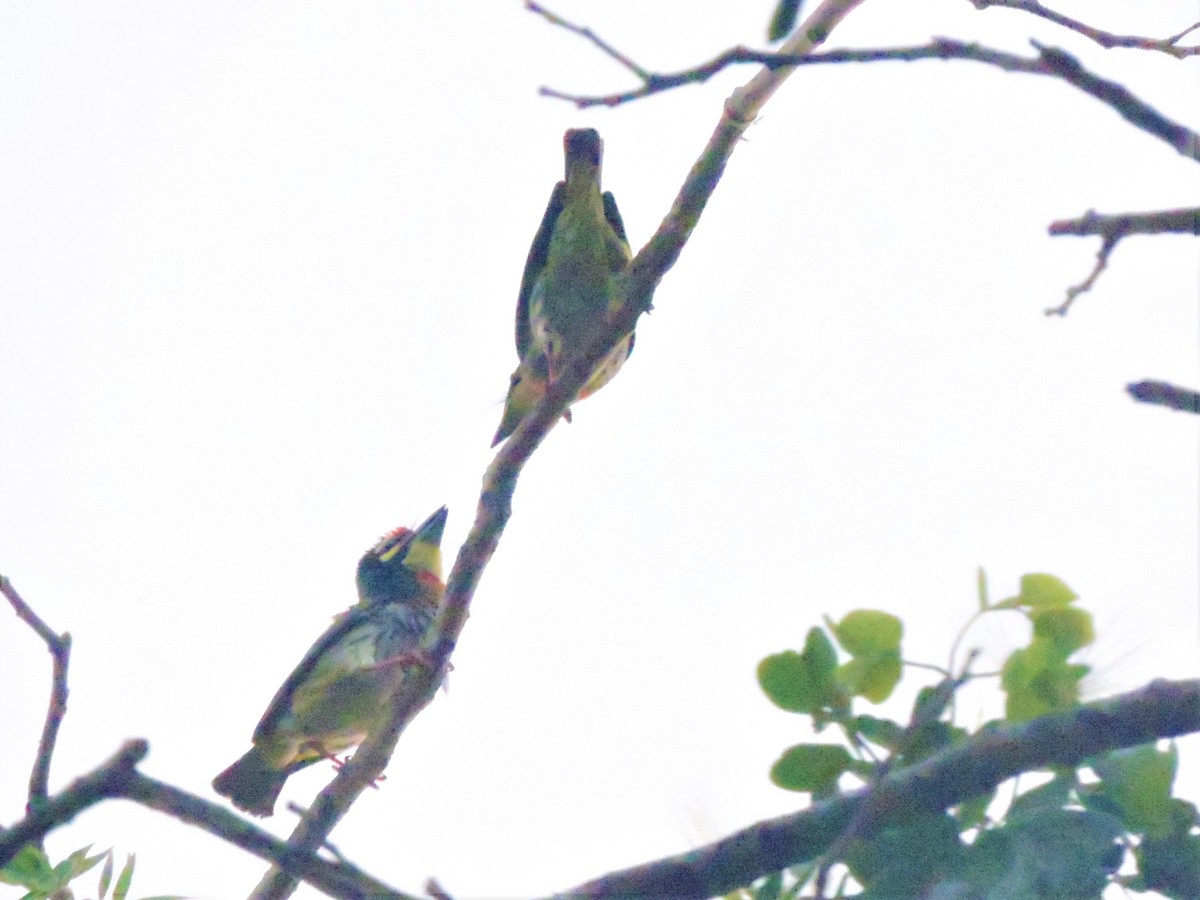 Coppersmith Barbet - ML146119411