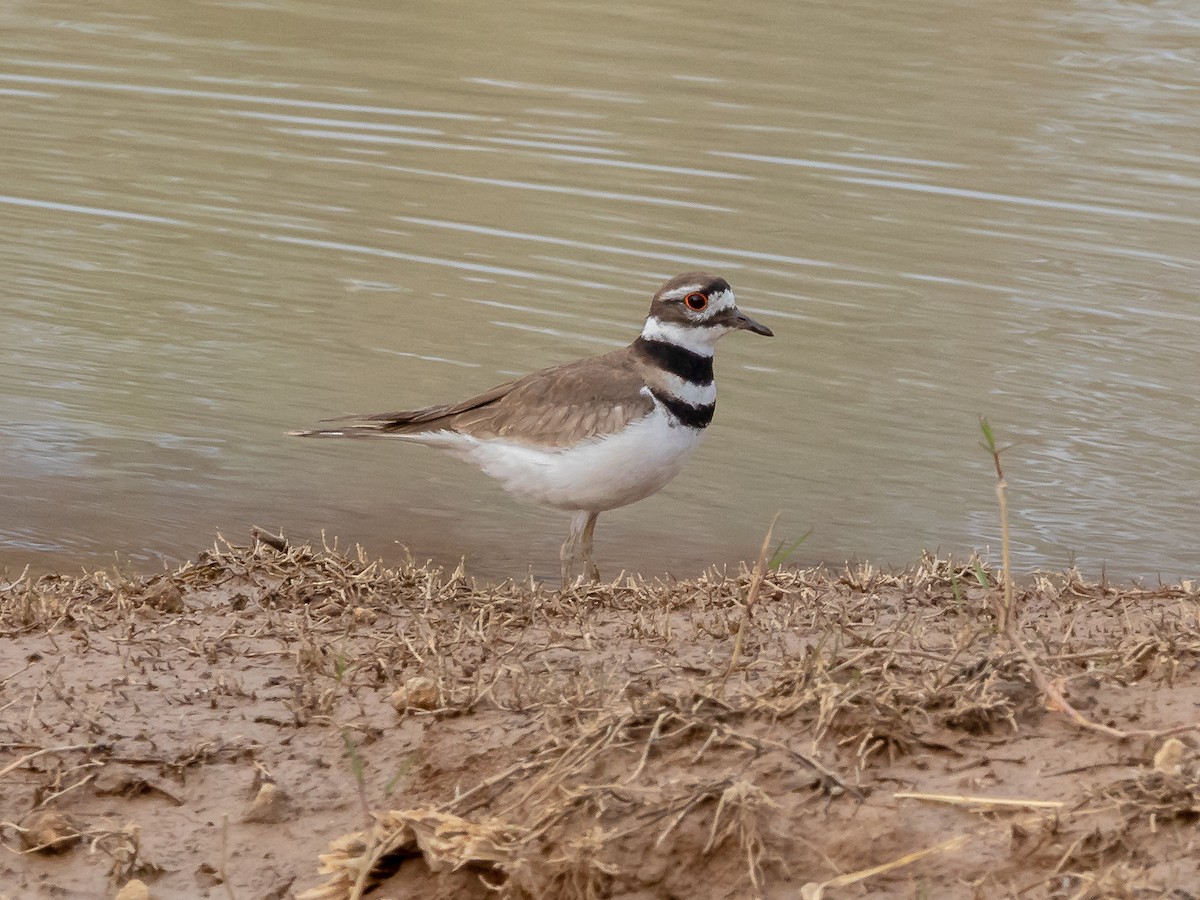 Killdeer - ML146120401