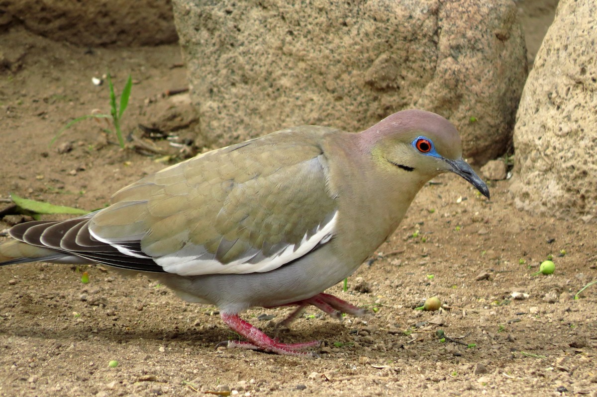 White-winged Dove - ML146121241