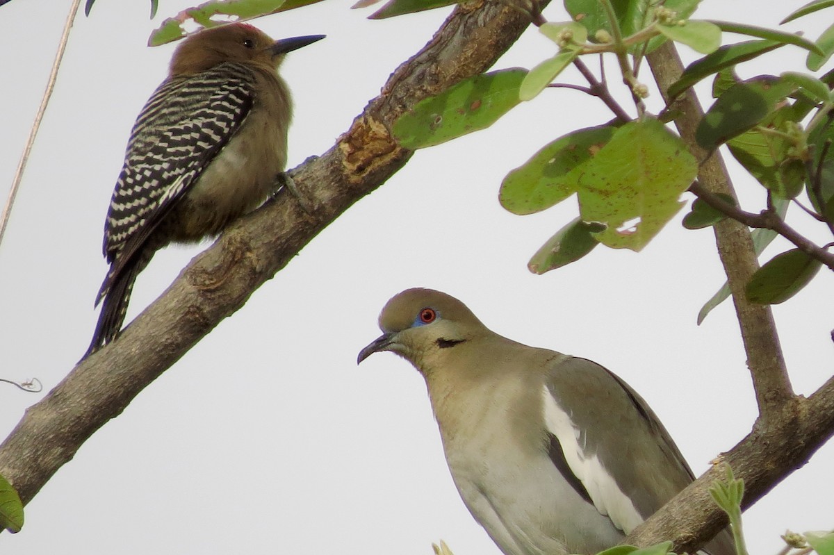 White-winged Dove - ML146121251