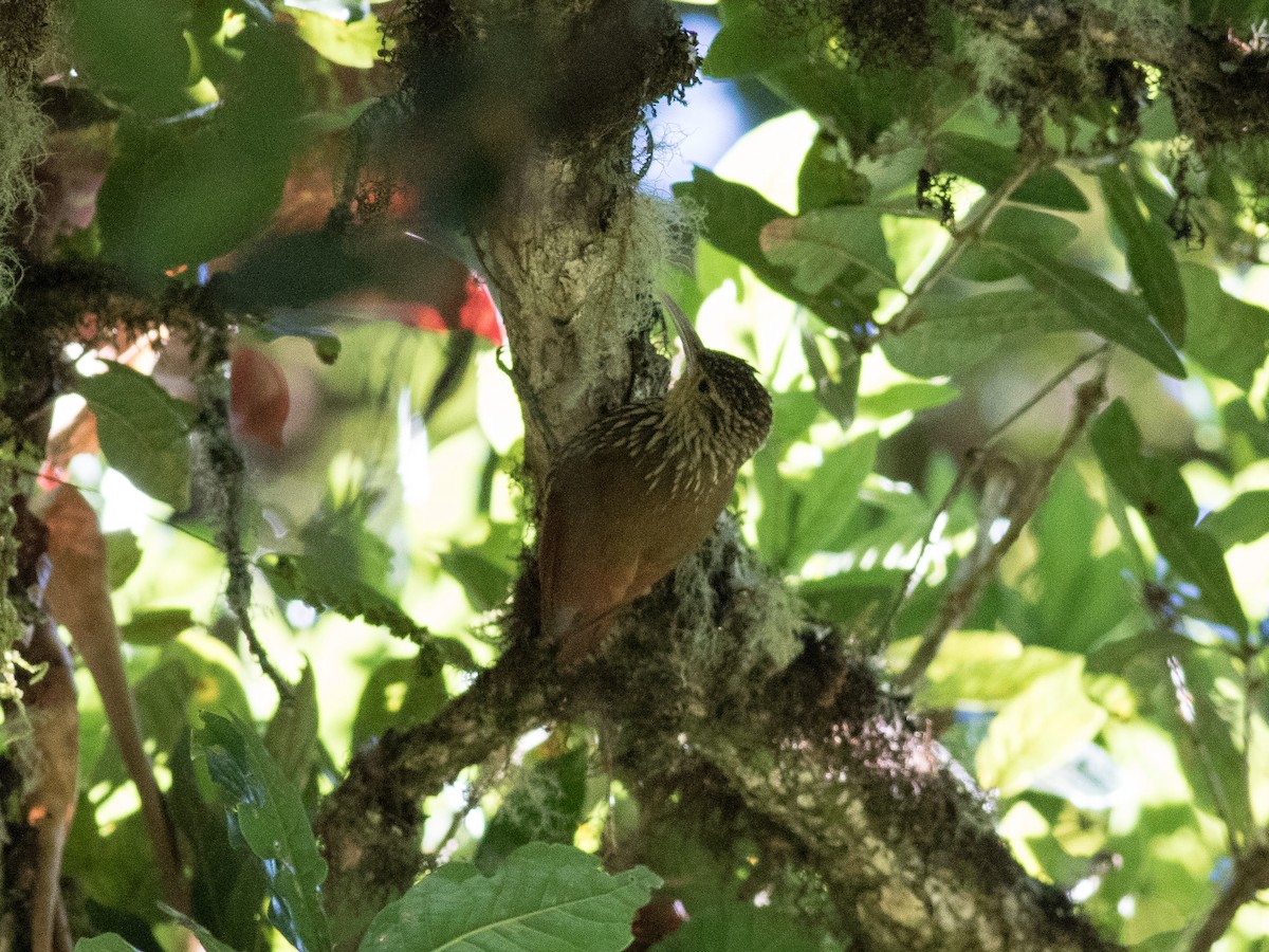 Spot-crowned Woodcreeper - ML146121271