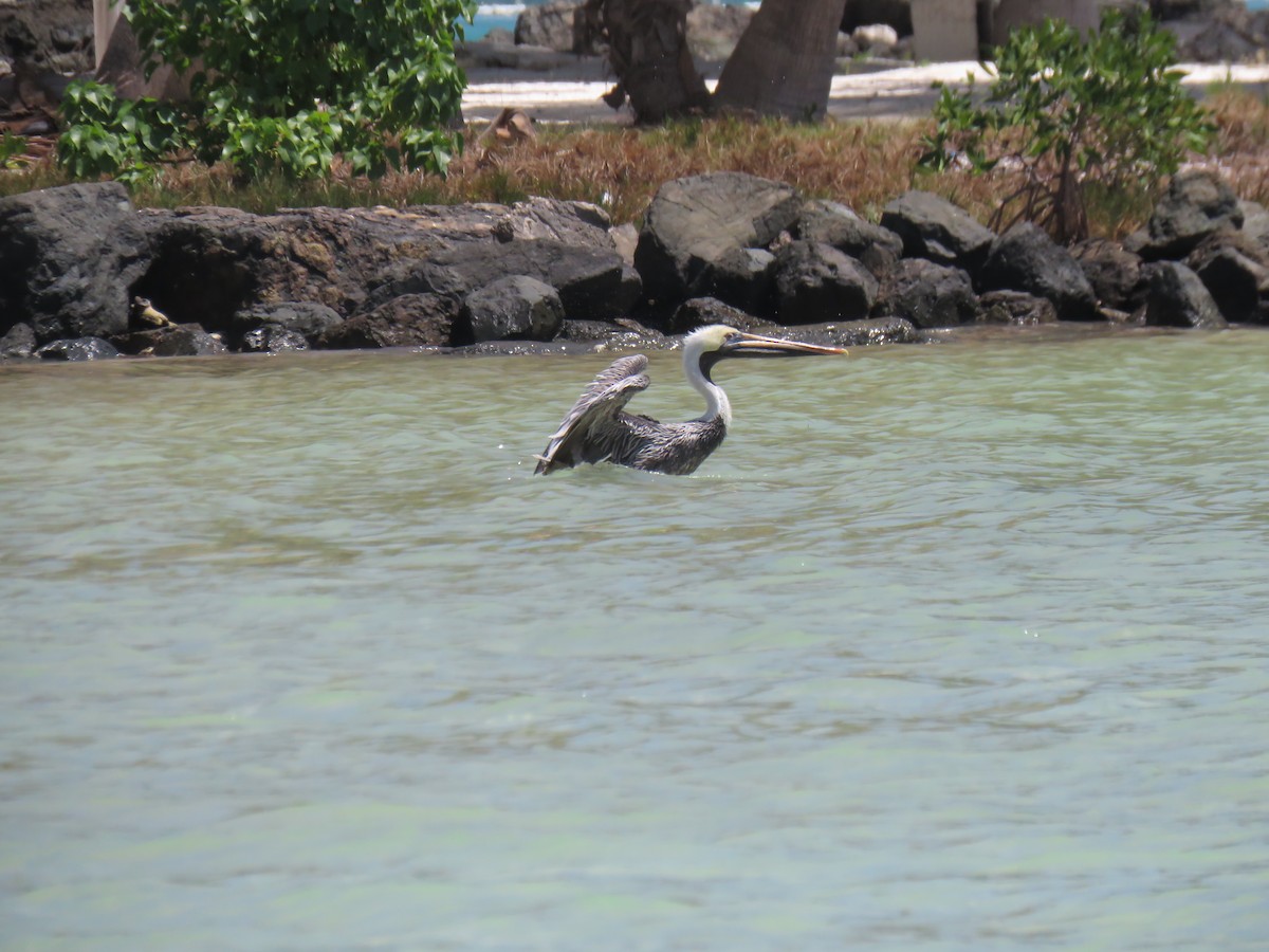 pelikán hnědý - ML146121391