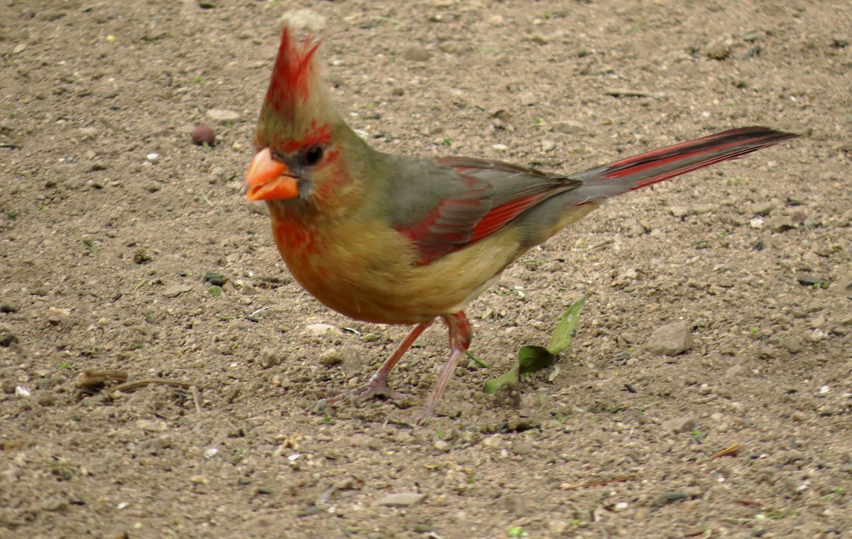 Photos - Northern Cardinal - Cardinalis cardinalis - Birds of the World