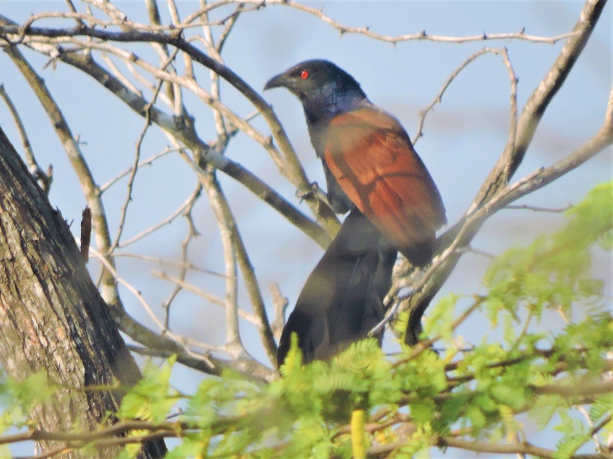 Greater Coucal (Southern) - ML146122221