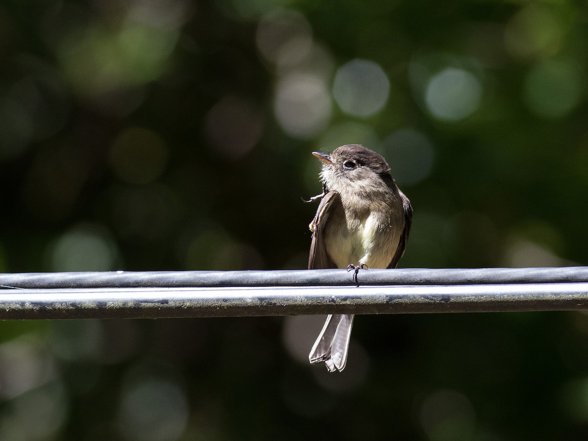 Black-capped Flycatcher - ML146123811