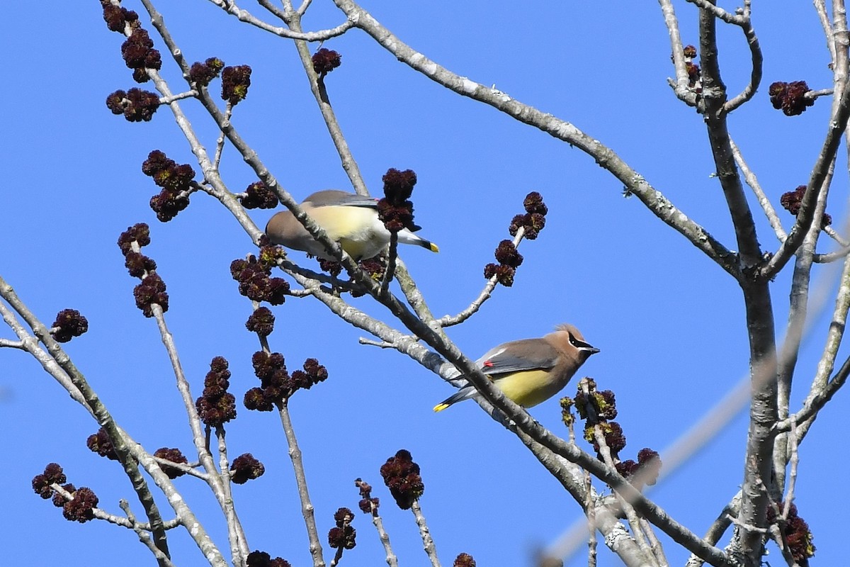 Cedar Waxwing - ML146124401