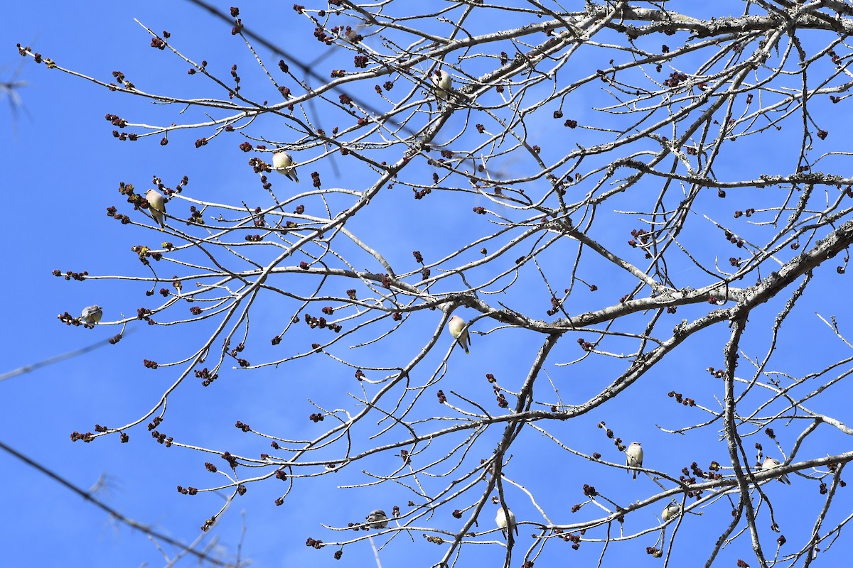 Cedar Waxwing - ML146124581