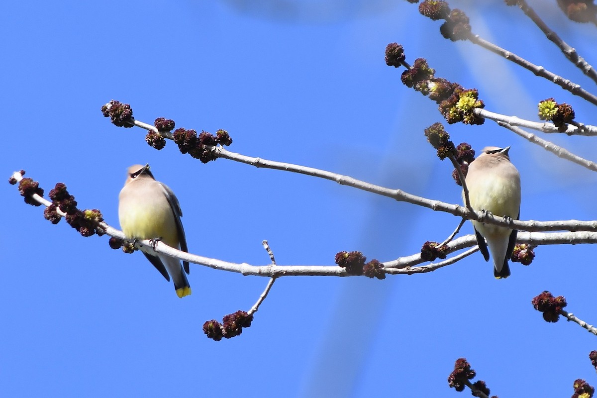 Cedar Waxwing - ML146124591