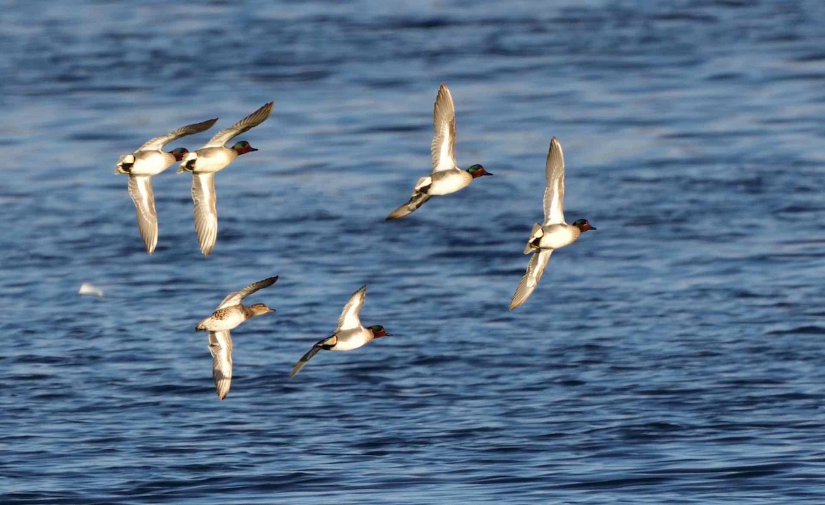 Green-winged Teal - Don Weber