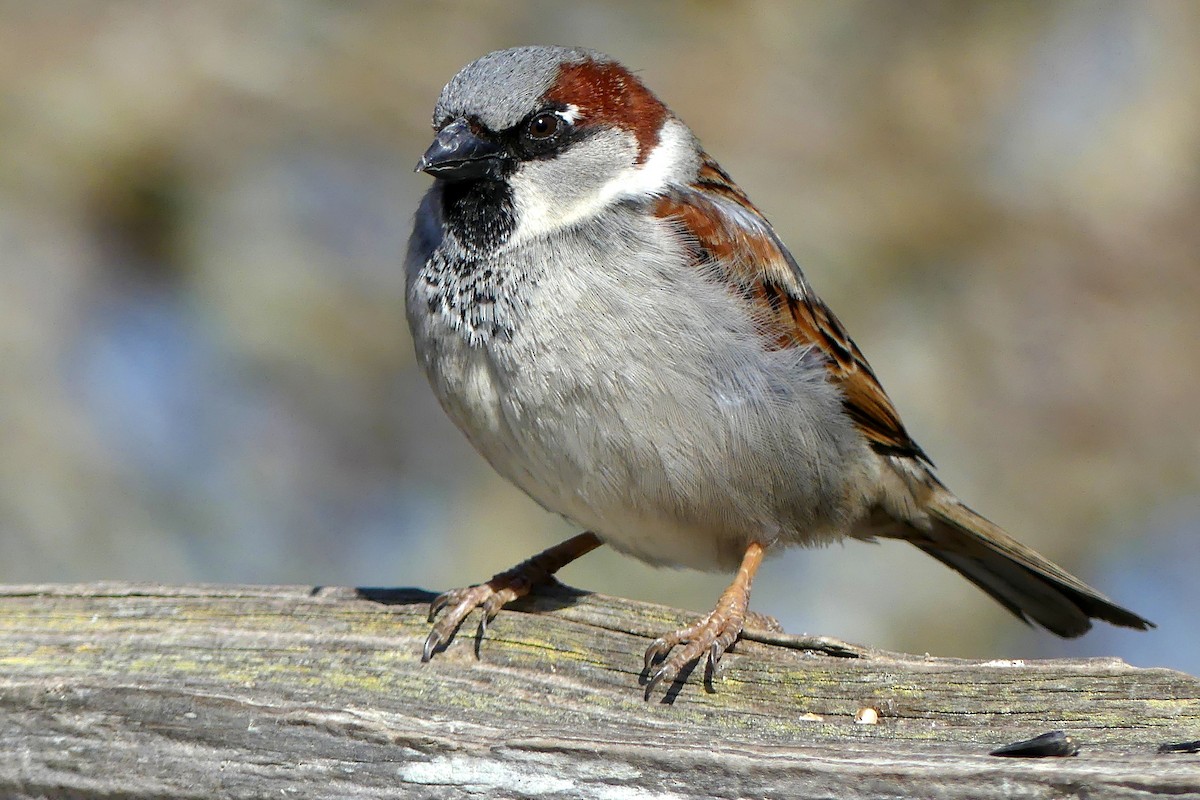 House Sparrow - ML146126311