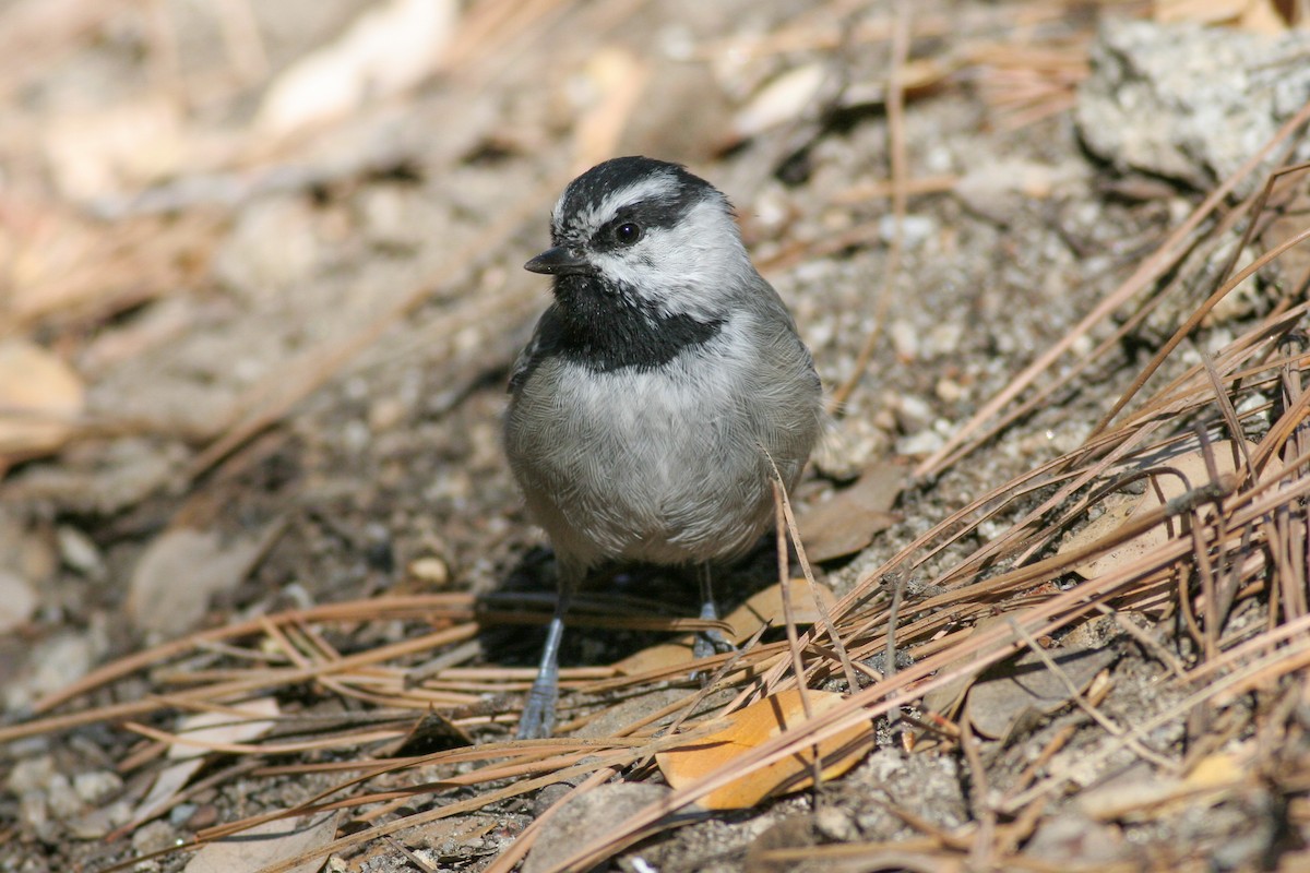 Mountain Chickadee - ML146128111