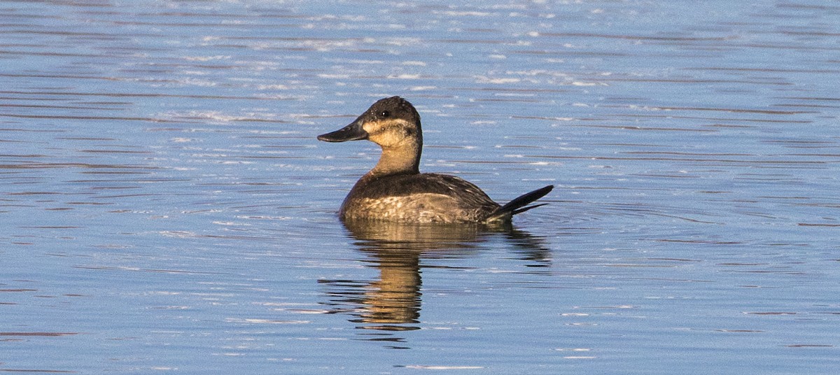 Ruddy Duck - Jason Lott