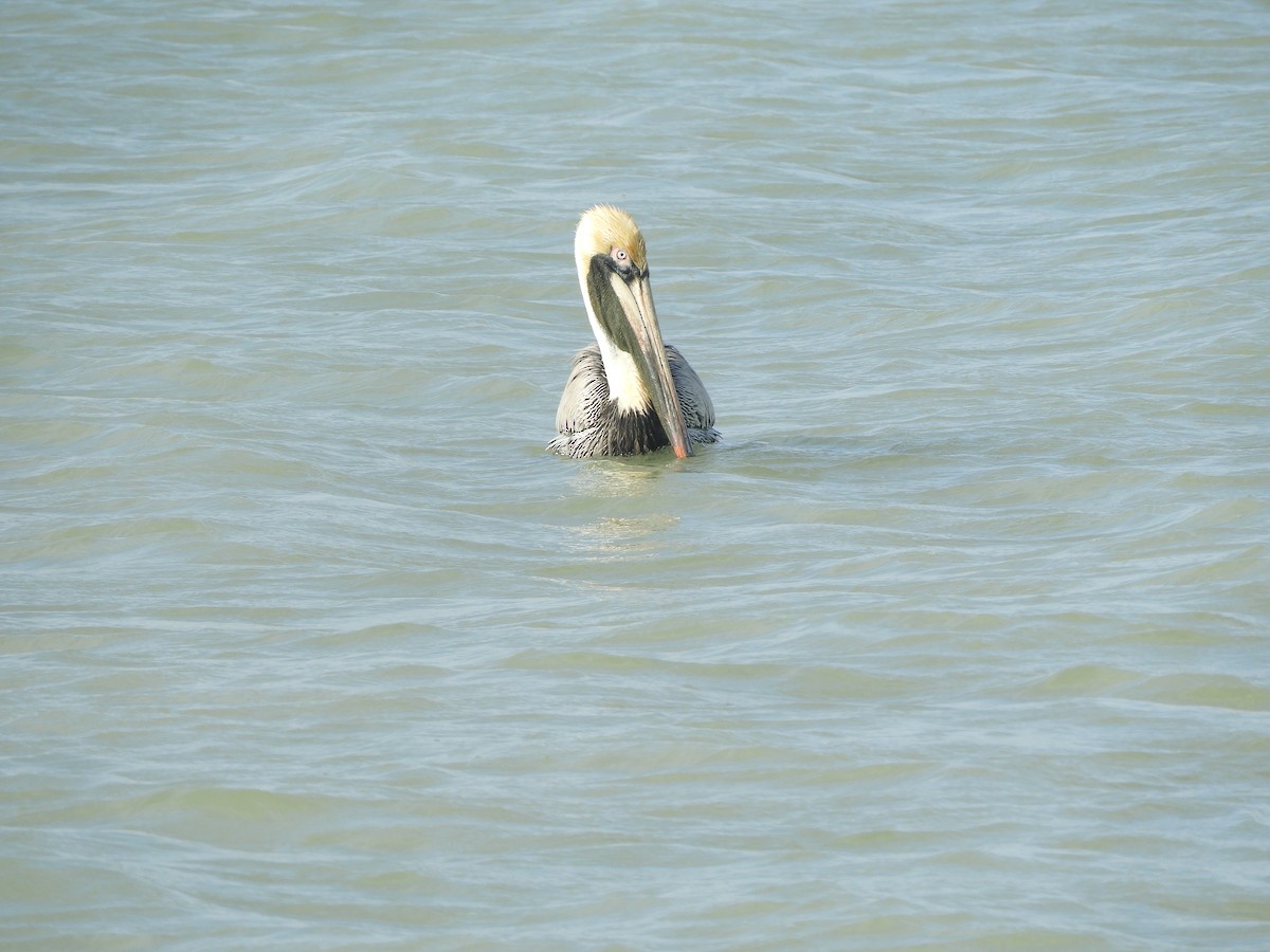 Brown Pelican - Peter Olsoy