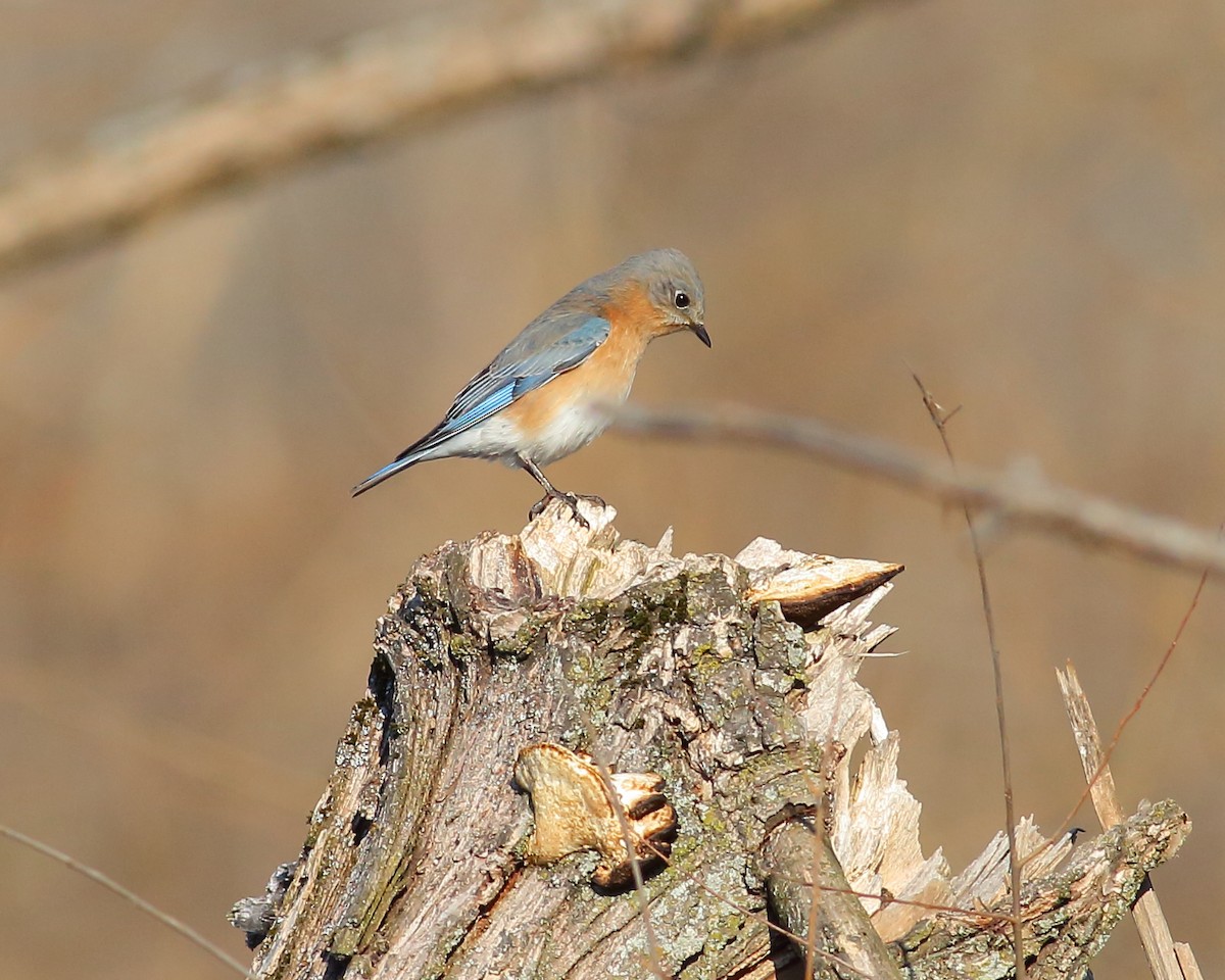 Eastern Bluebird - ML146130401