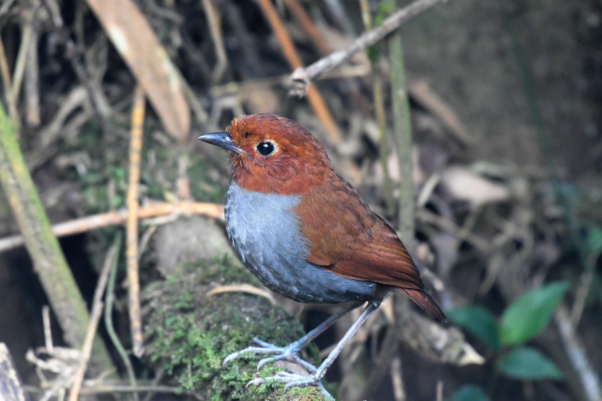 Bicolored Antpitta - Liz Harper